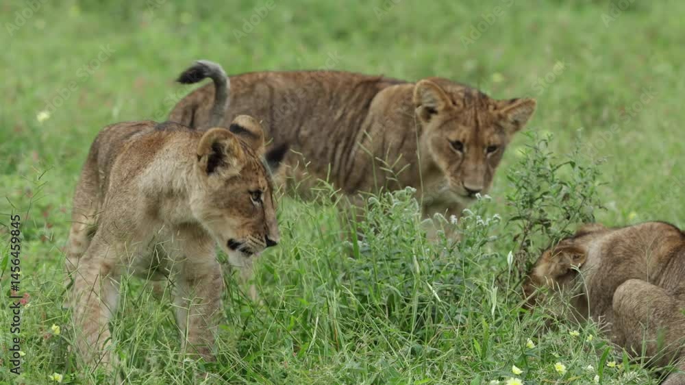Medium shot of cute mischievous lion cubs playing, Mashatu Game Reserve. Medium shot of cute mischievous lion cubs playing, Mashatu Game Reserve.
