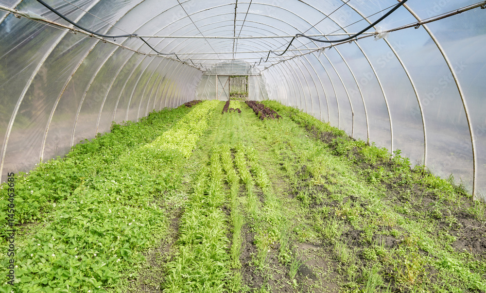 Organic vegetable growing in a plastic tunnel.