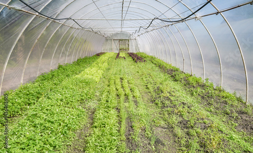 Obraz na płótnie Organic vegetable growing in a plastic tunnel. w salonie