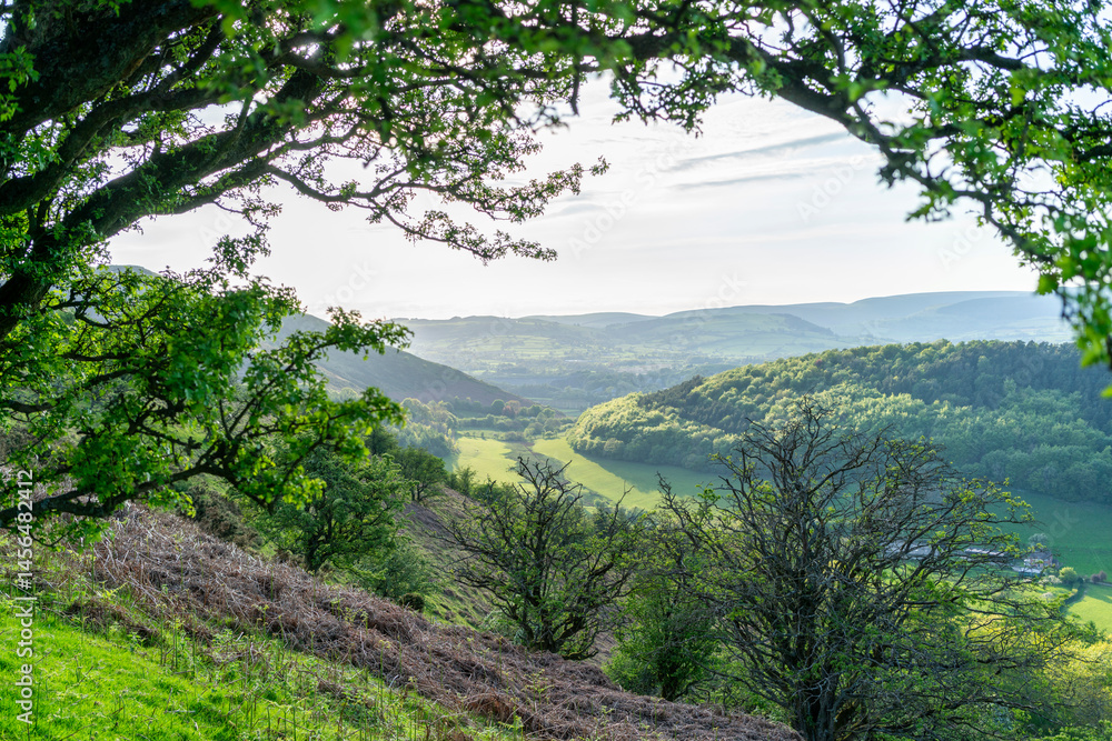 Obraz premium mountain landscape with trees, landscape with green hills and trees, the old Offa's Dyke path, at the border between Wales and England