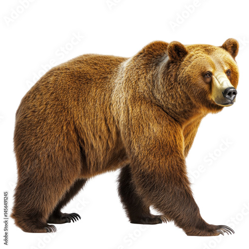 Wallpaper Mural Grizzly Bear isolated on white or transparent background Torontodigital.ca