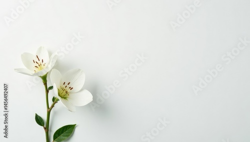 Delicate white flower blossom against pure white backdrop, bright, close-up, peaceful