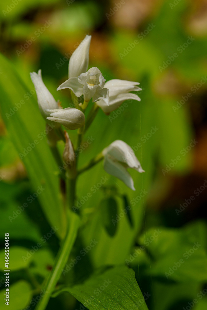 Obraz premium 早春の野原に咲く白いキンランの花