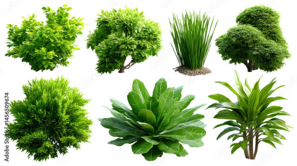 Fototapeta premium set of green parsley isolated