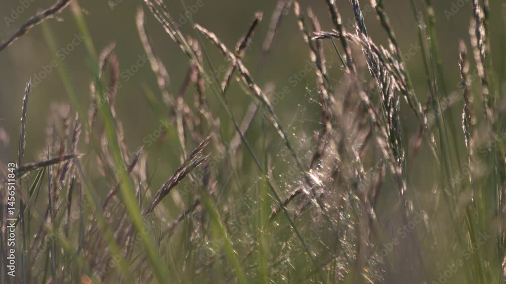 Slow motion macro shot of seeds on tall grass stalks with bugs moving across them, sunset lighting the scene from behind. Slow motion macro shot of seeds on tall grass stalks with bugs moving across them, sunset lighting the scene from behind.