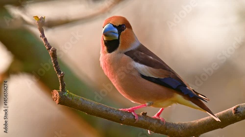 Hawfinch. Coccothraustes coccothraustes. Perched hawfinch isolated close up.