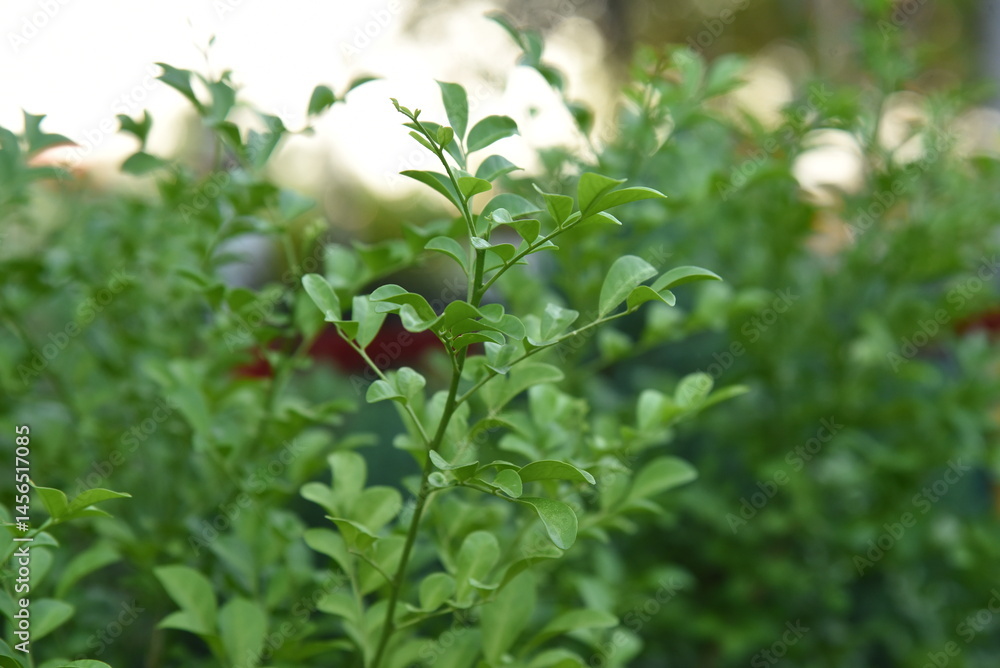Fototapeta premium red currant bush