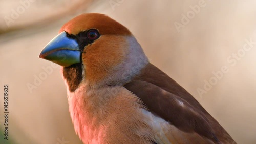Hawfinch. Coccothraustes coccothraustes. Perched hawfinch isolated super close up.