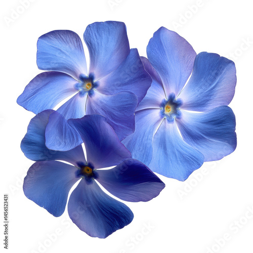 Tranquil Blue Blossoms in Soft Light with Transparent Background