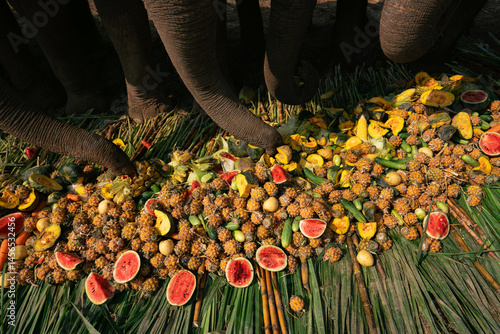 Photography Elephants Eating Fruits at a Feast in Thailand