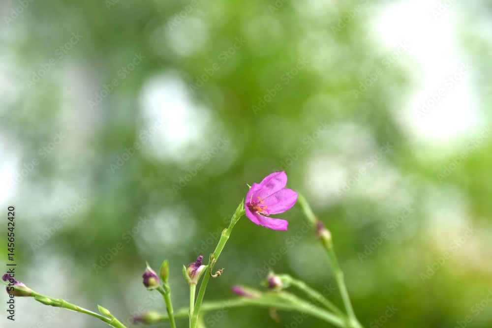 Talinum paniculatum pink flower and herbal blooming from branch in garden