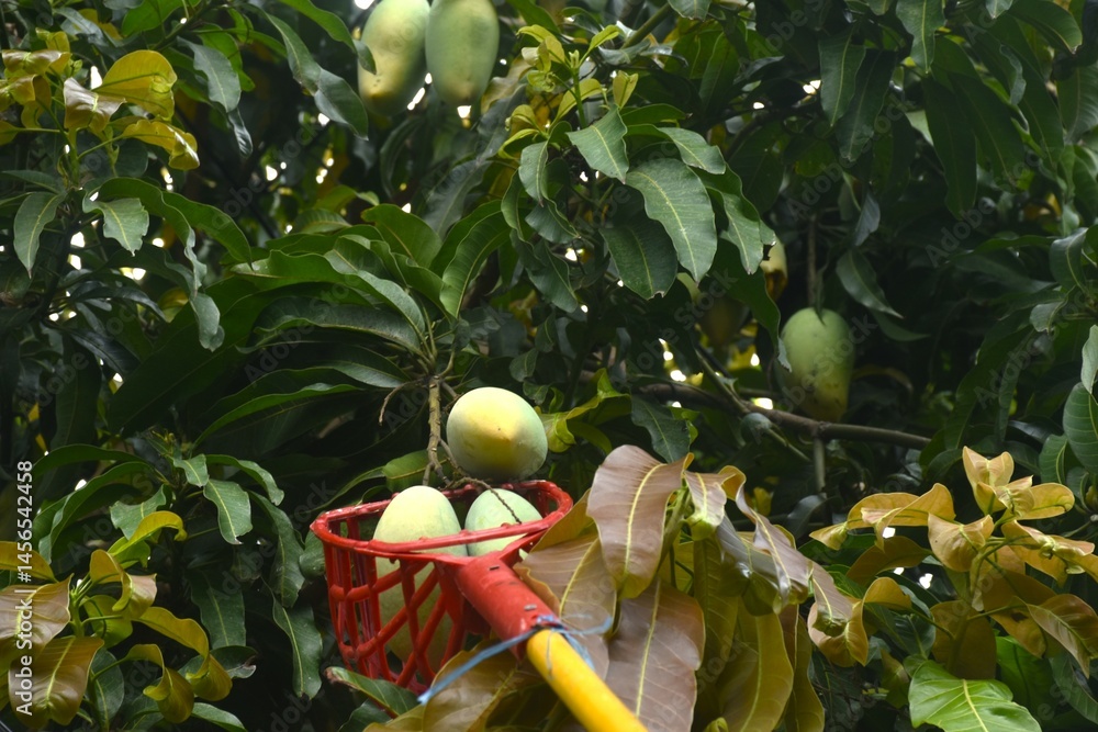 ripe mango tropical fruit hanging from branch on tree in garden picking by basket