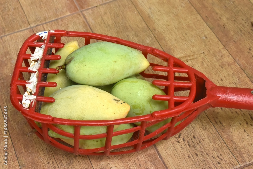 ripe mango tropical fruit hanging from branch on tree in garden picking by basket