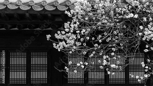 덕수궁 석어당 살구나무꽃