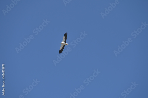 Egyptian Vulture Flying