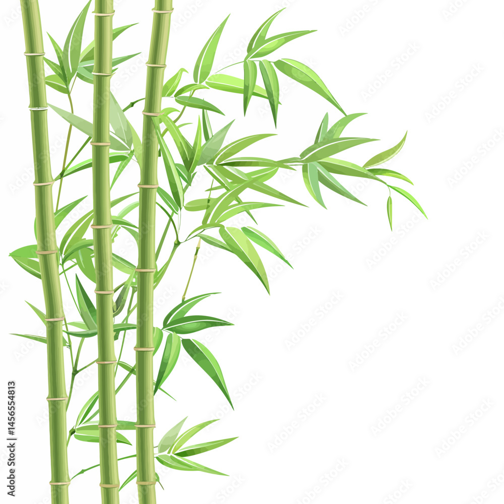 Bamboo tree vector illustration Bamboo tree vector illustration