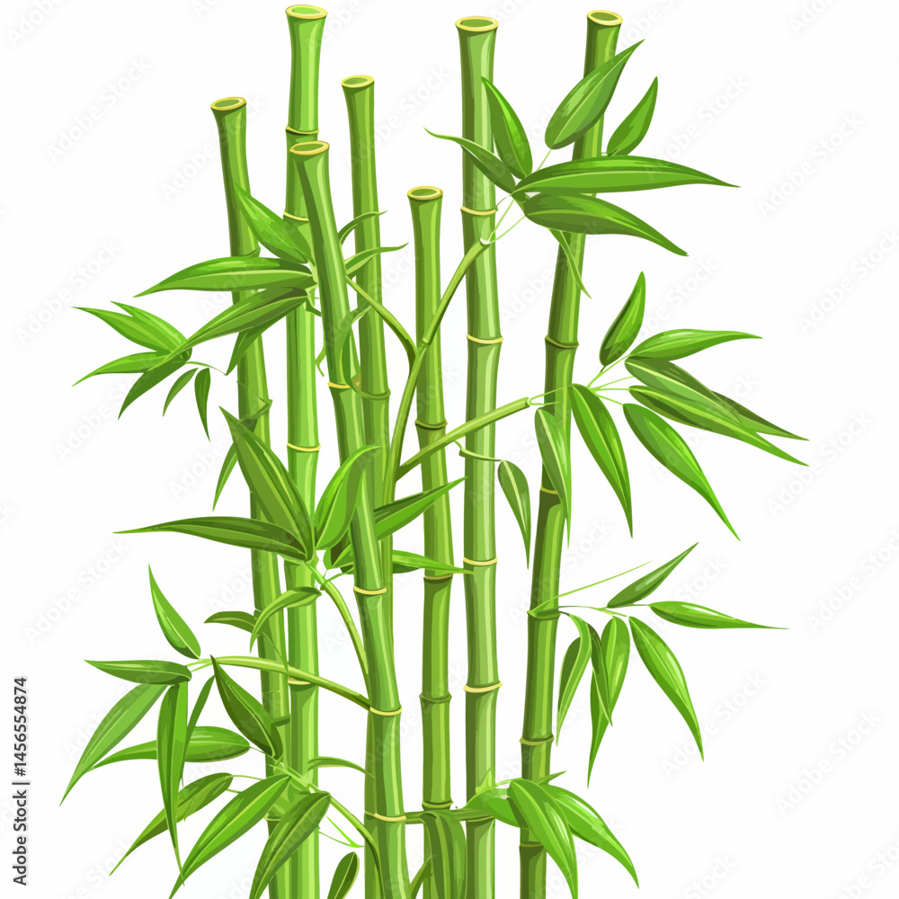 Naklejka premium Bamboo tree on white background