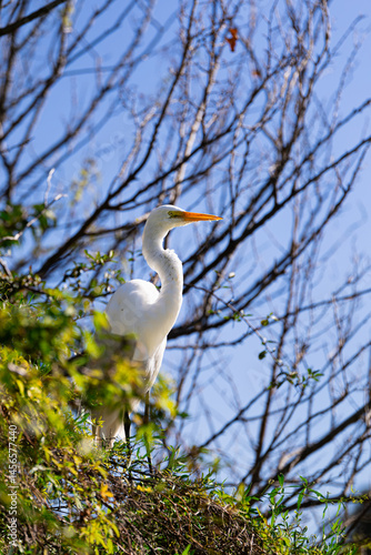 A graceful Great Egret perched on branch