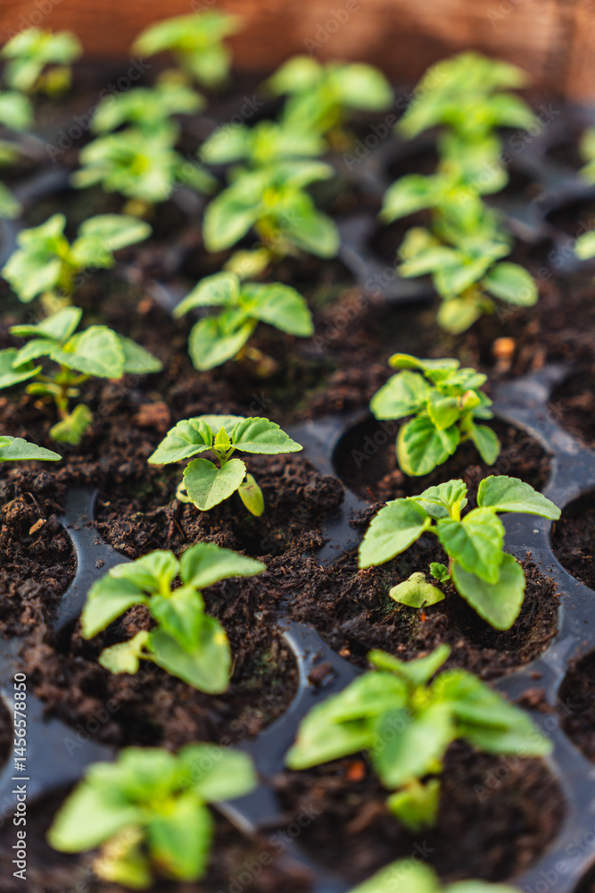 A huge number of small green seedlings of various plants growing in the greenhouse A huge number of small green seedlings of various plants growing in the greenhouse