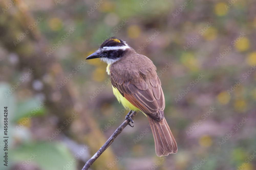 Obraz premium A close up rear view of a Great Kiskadee sitting up on the tip of a narrow branch