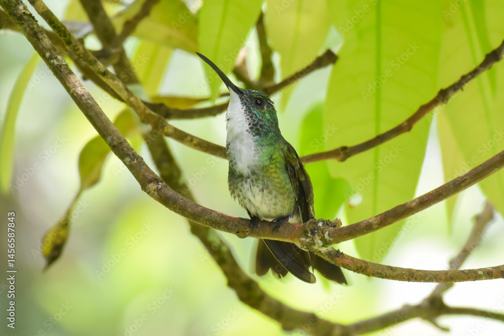 Fototapeta premium A White-chested Emerald hummingbird sitting up on a narrow branch in the forest understory in northern Trinidad