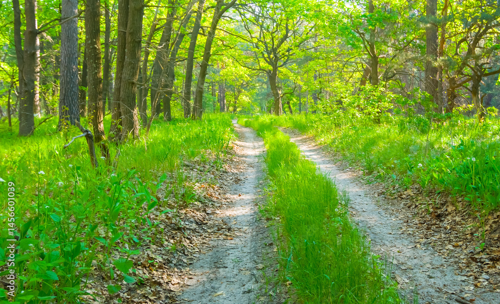 Fototapeta premium ground road through green summer forest