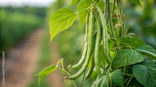 Green Beans on Vine Close-up Photography, Lush Foliage, Agricultural Concept, Green Bean Plant Green beans, agriculture, farming