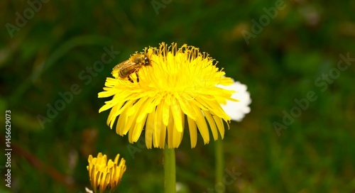 Bee on dandelion flower.