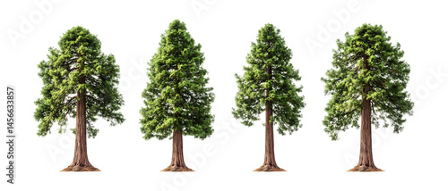 Collection Pack of Four Evergreen Trees HighResolution Images for Nature Projects set against transparent background