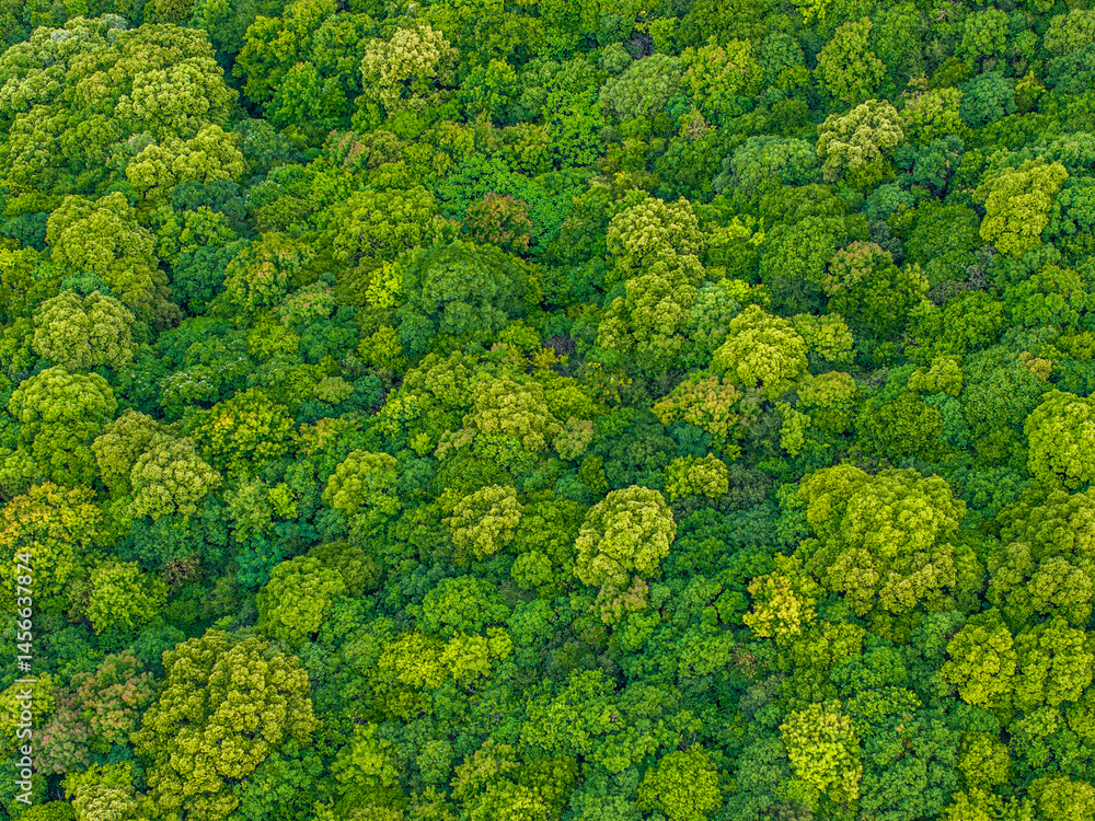 Fototapeta premium Aerial view of green forest. Nature background. Top view.