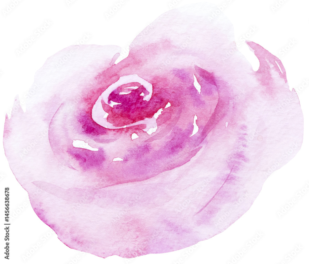 Watercolor pink rose flower isolated illustration, floral wedding and greeting element