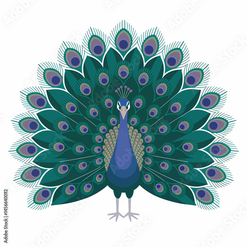 Isolated vector illustration of a peacock with open tail