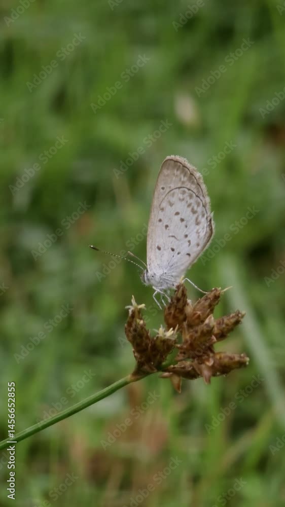 custom made wallpaper toronto digitalbutterfly on a leaf