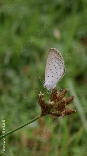 Wallpaper Mural butterfly on a leaf Torontodigital.ca