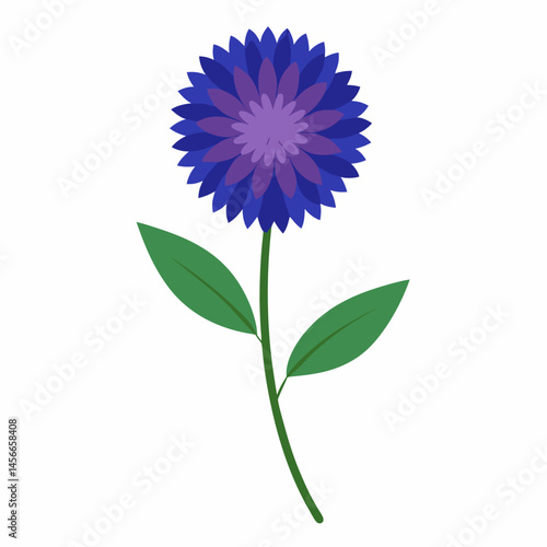 Bachelor’s Button Vector on White Background