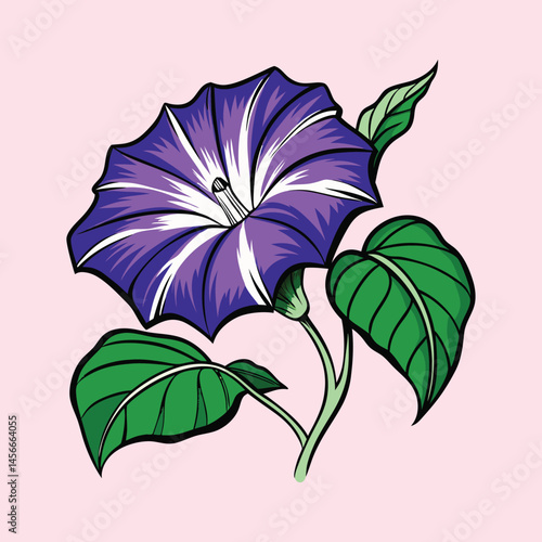 Vintage morning glory flower illustration, purple blooming bindweed with green leaves, botanical floral vector art on pink background