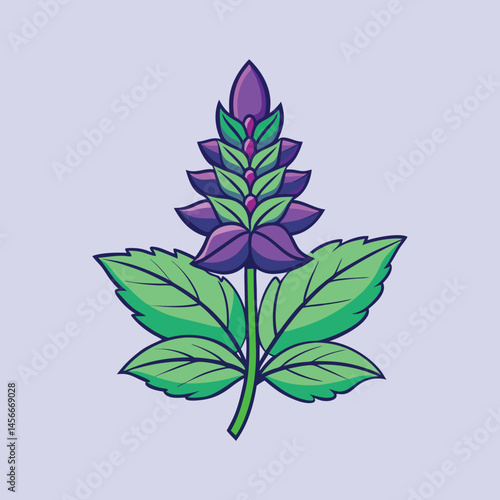 Purple salvia flower vector illustration, blooming sage herb with green leaves, botanical lavender plant icon for organic skincare packaging