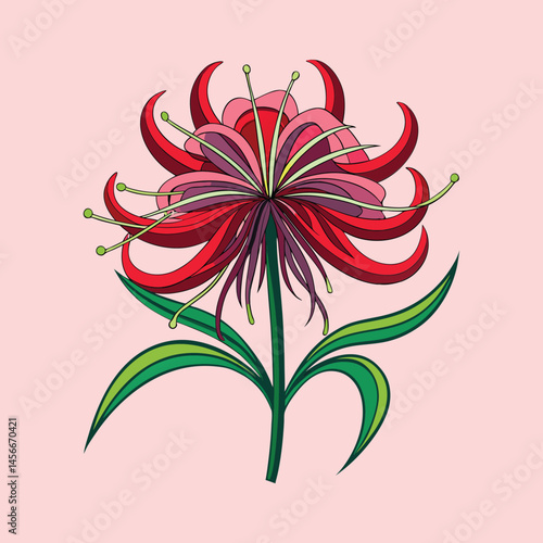 Stunning Red Spider Lily Flower Illustration Botanical Art Graphic Design