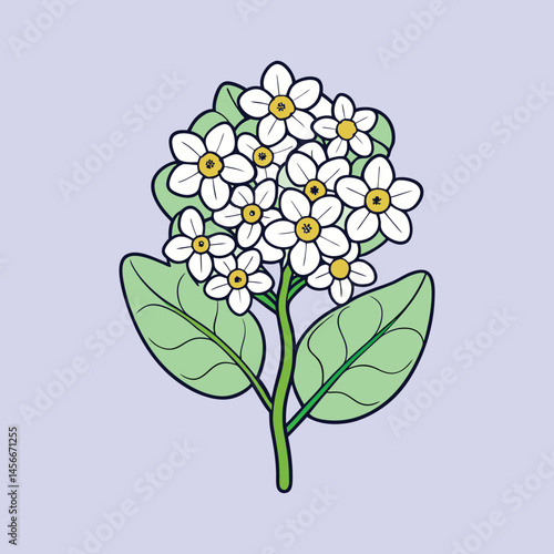 A Delicate Cluster of White Flowers with Green Leaves Botanical Illustration