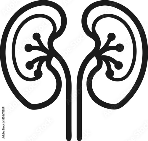 vector illustration of a kidney transparent  background