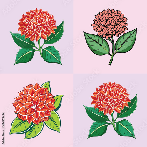 Collection of Four Vibrant Ixora Flower Illustrations with Lush Green Leaves