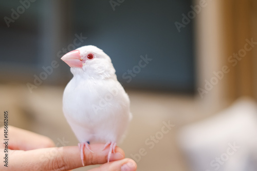 white java sparrow small bird in hand-riding