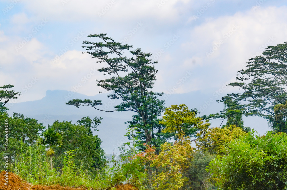 Obraz premium green tree in the field