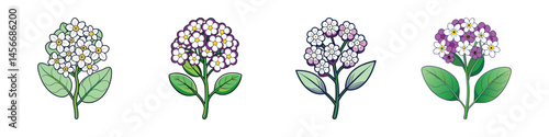 Four Stages of Flowering Plant with White and Purple Petals Illustration