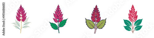Four artistic renderings of Astilbe plants with unique leaf styles and color
