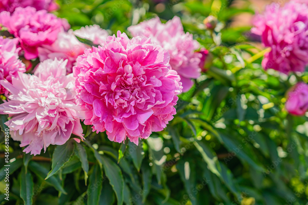 Obraz premium Lush pink peonies in full bloom display soft layered petals glowing in sunlight. Peonies evoke romance, grace and classic garden beauty