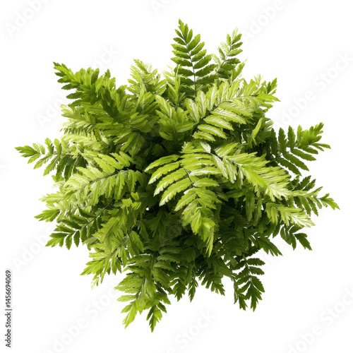 Lush Green Fern Plant Top View