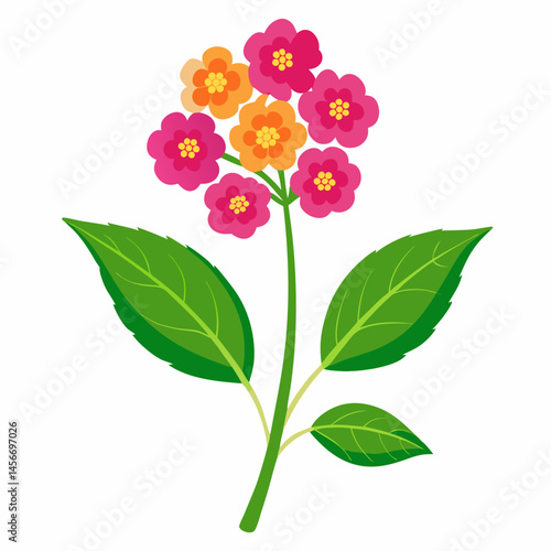 Lantana Vector Illustration on White Backgroun