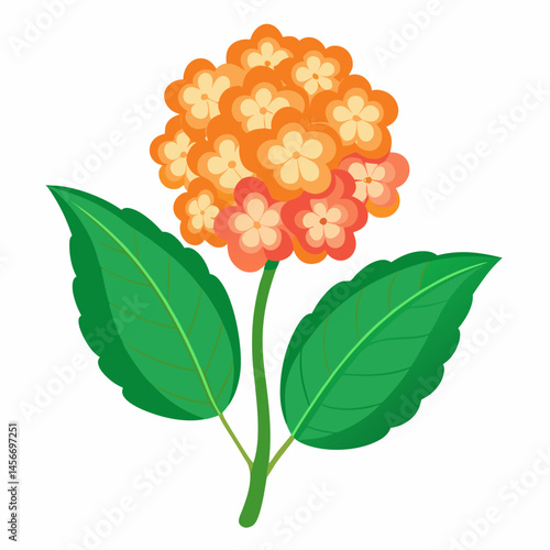 Lantana Vector Illustration on White Backgroun
