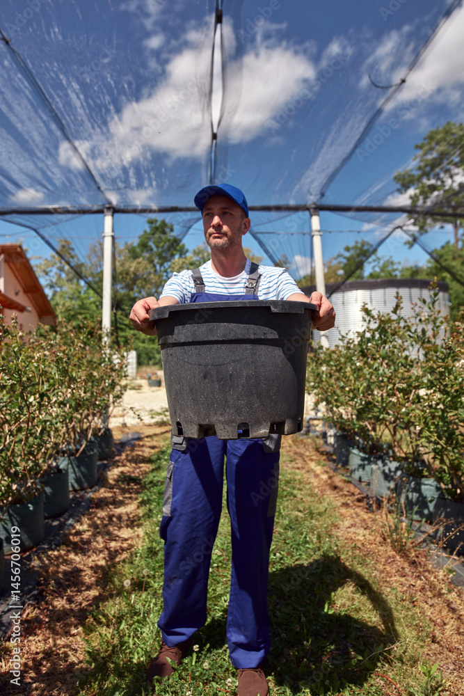 Male gardener working in a blueberries organic farm.